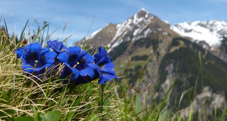Enzian blooming, Tirol - Early Summer